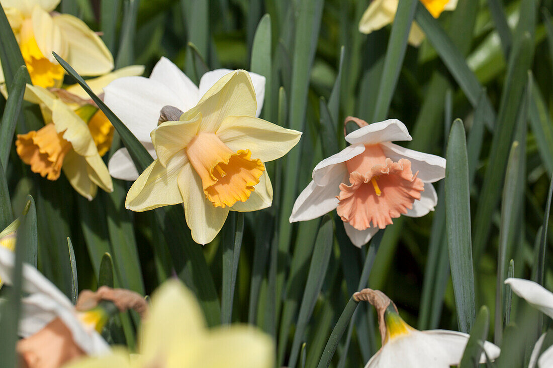 Narcissus Trumpet