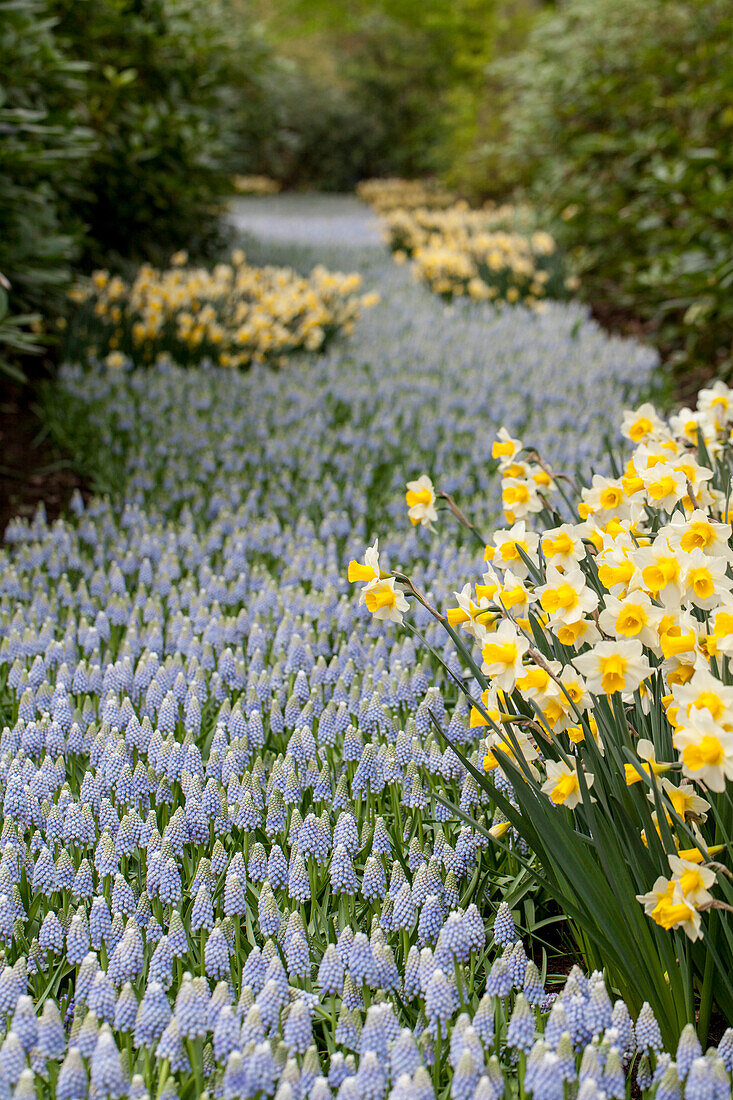 Narcissus jonquilla 'Golden Echo'