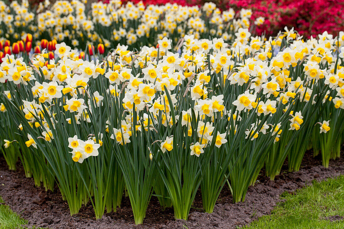 Narcissus jonquilla 'Golden Echo'