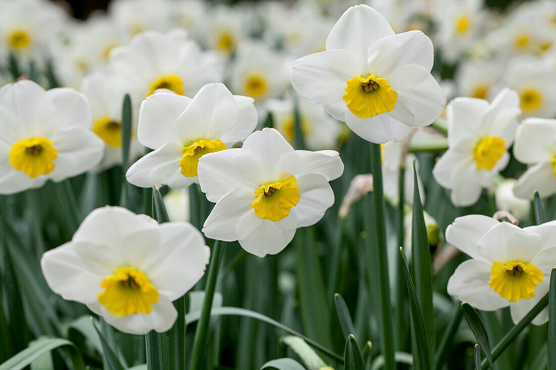 Narcissus 'Jamestown'