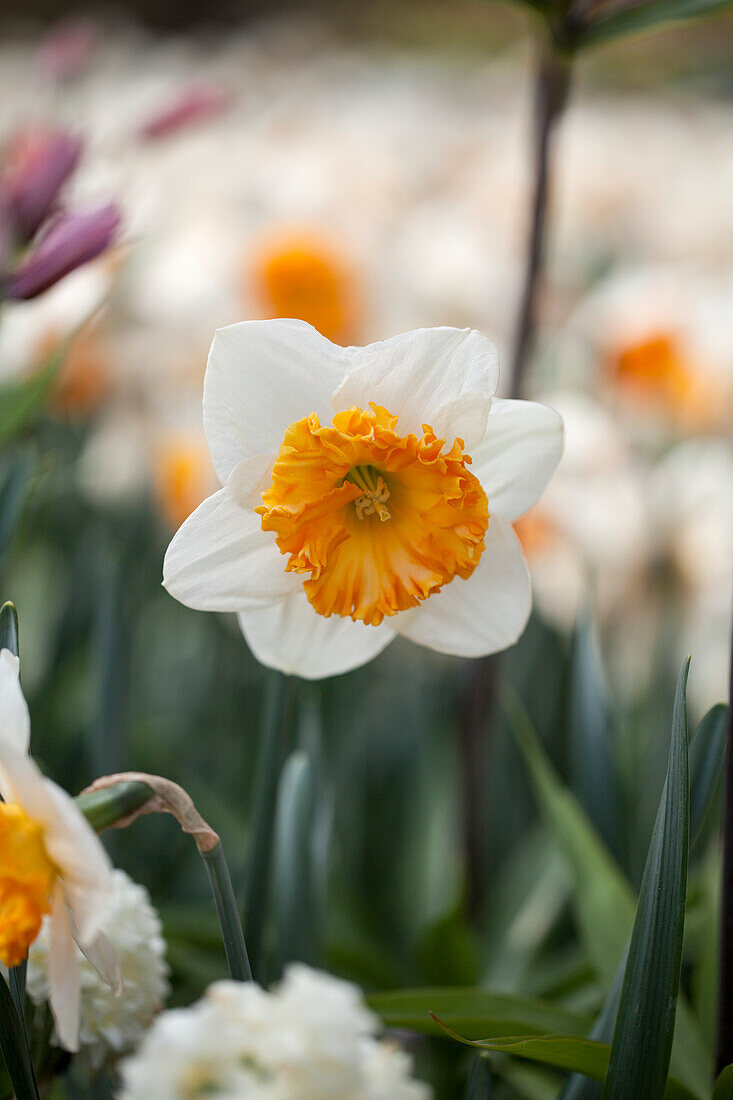 Narcissus 'Barrett Browning'
