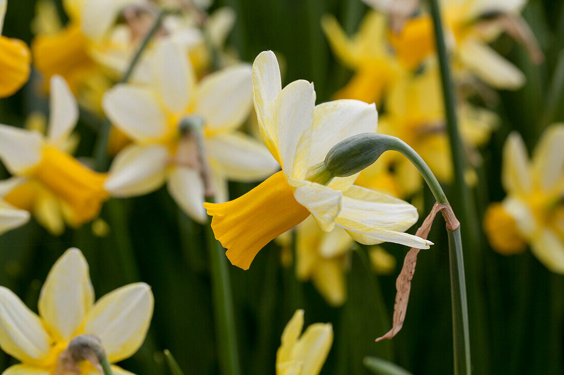 Narcissus cyclamineus 'Mother Duck'