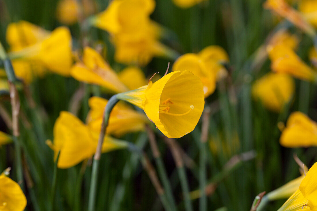 Narcissus bulbocodium var. conspicuus 'Oxford Gold'