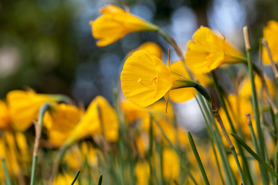 Narcissus bulbocodium var. conspicuus 'Oxford Gold'