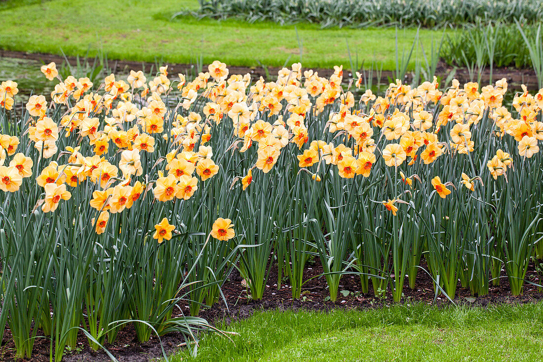 Narcissus 'Sabine Hay'