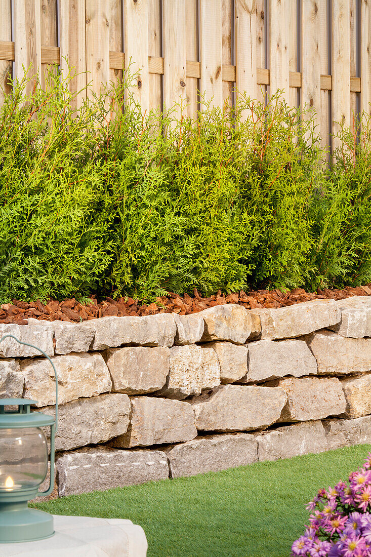 Thuja occidentalis 'Brabant'