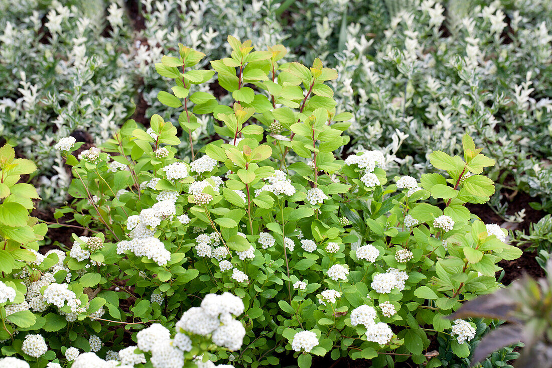 Spiraea betulifolia 'Tor Gold