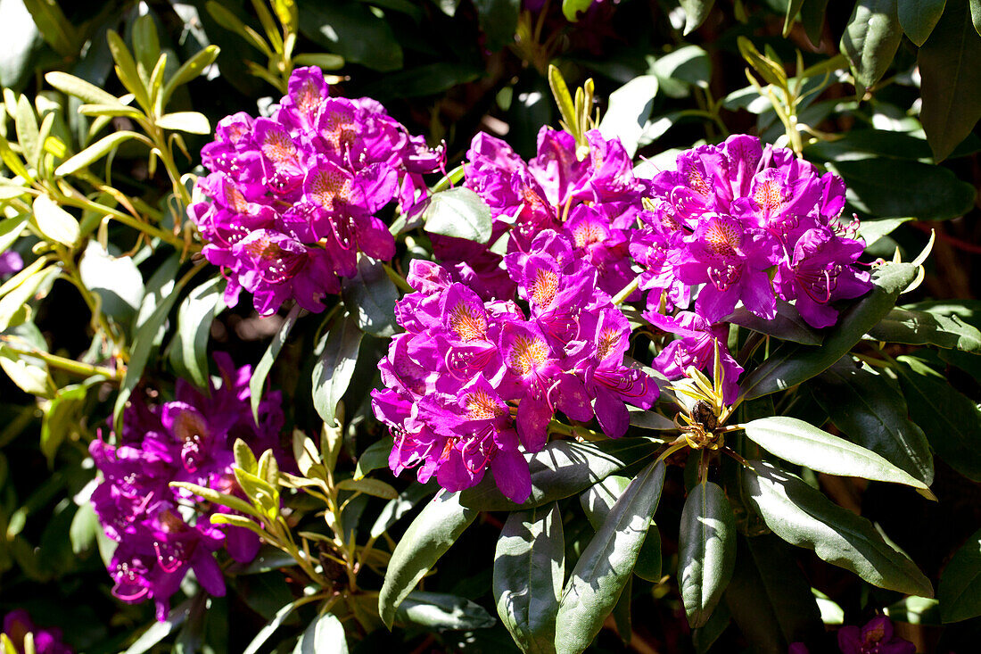 Rhododendron 'Marcel Menard'