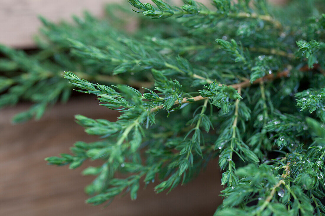 Juniperus communis 'Repanda'