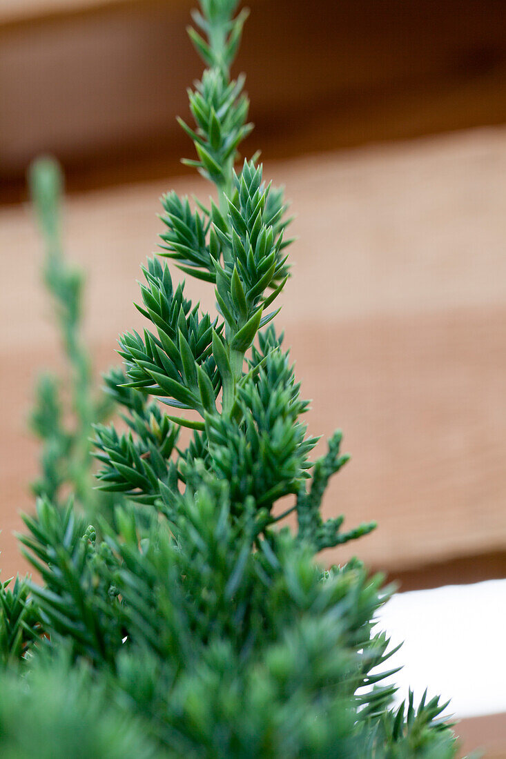 Juniperus chinensis 'Robusta Green'