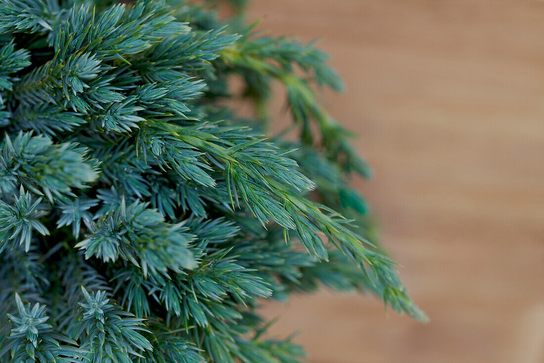 Juniperus squamata 'Blue Spider'
