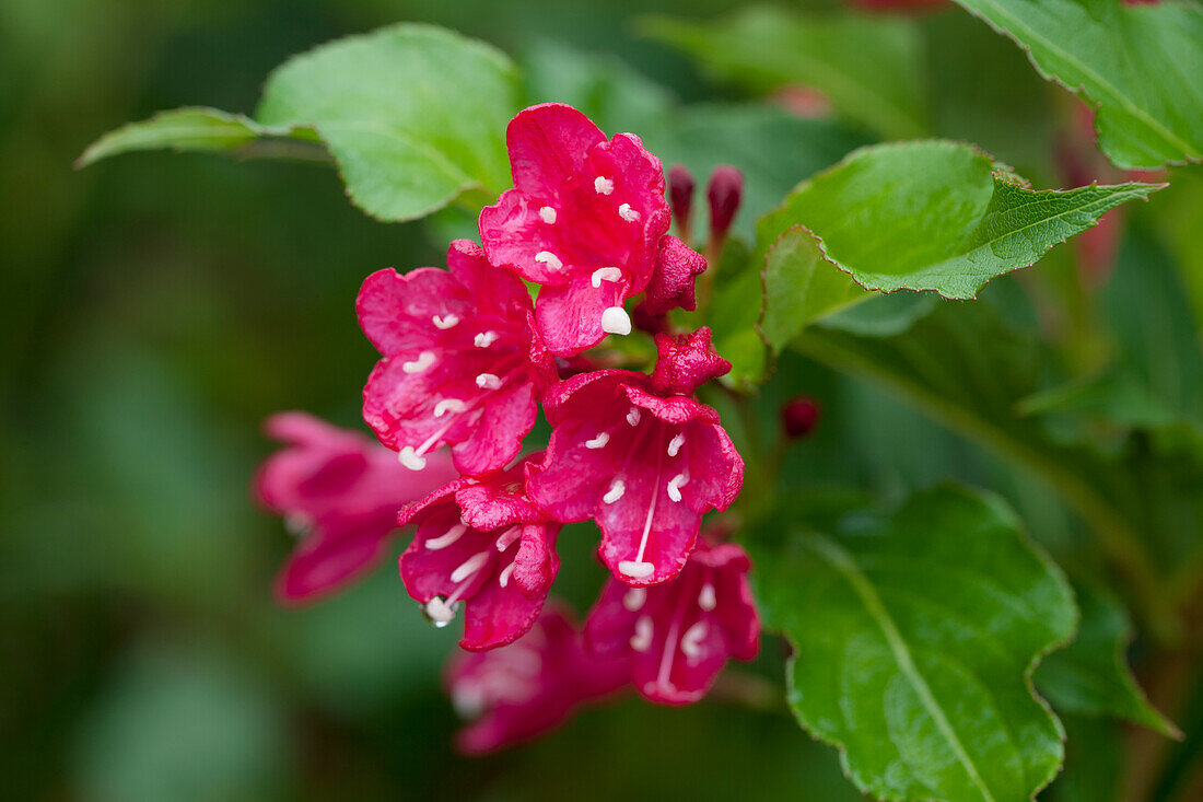 Weigela 'Red Prince