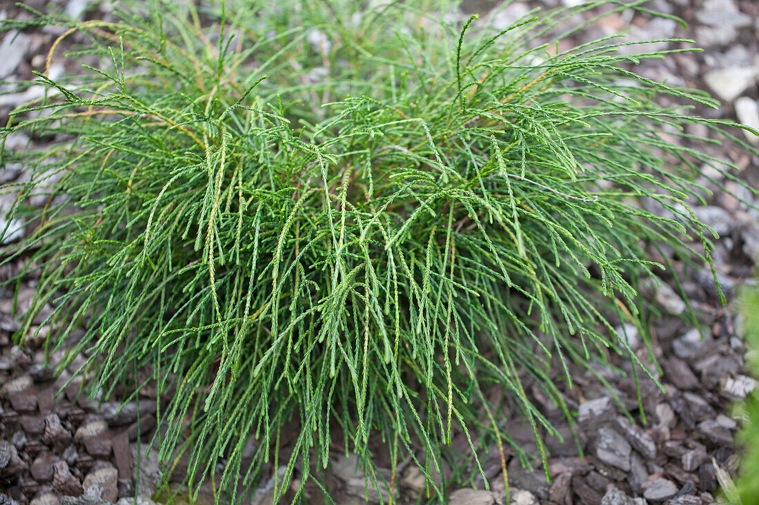 Thuja plicata 'Whipcord'