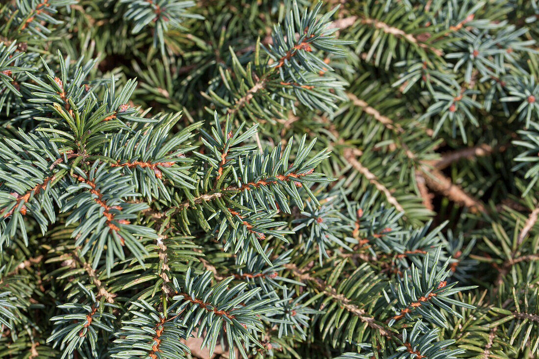 Picea pungens 'Waldbrunn