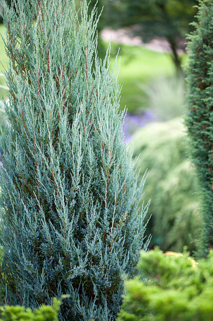 Juniperus virginiana 'Blue Arrow'