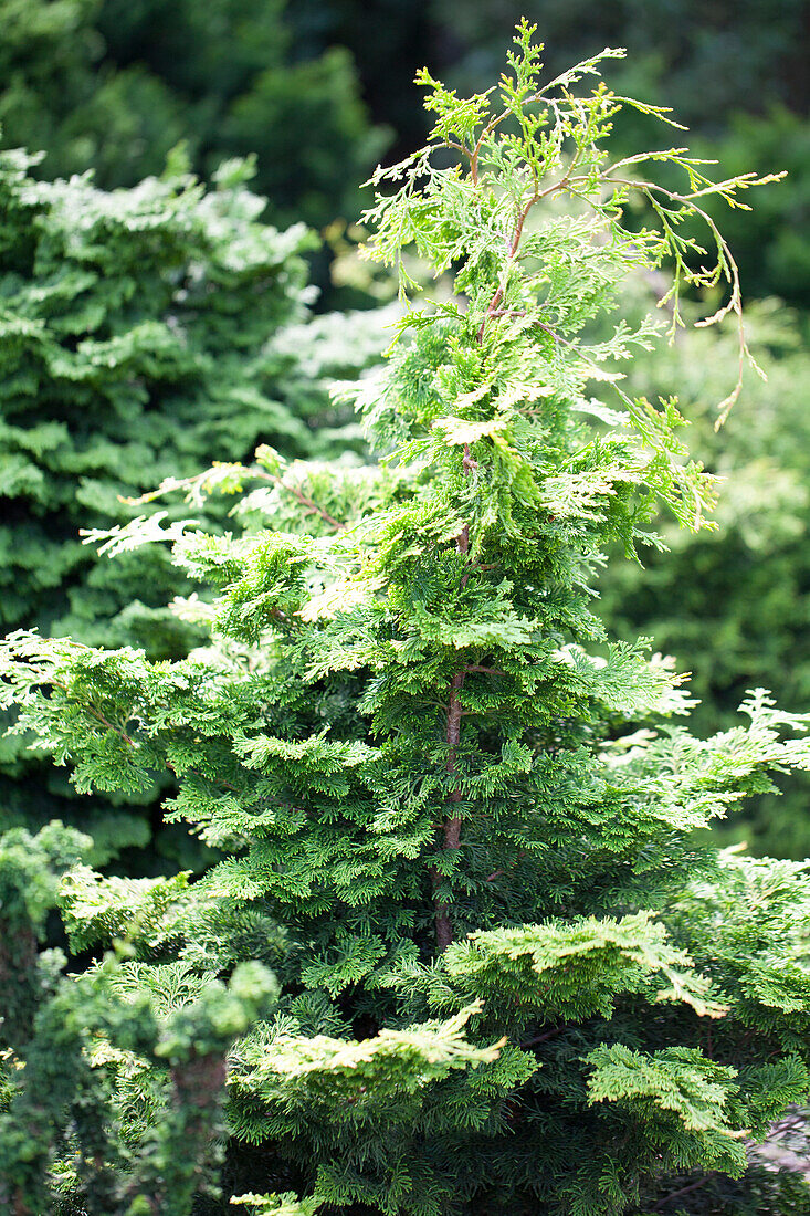 Chamaecyparis obtusa 'Rashahiba'