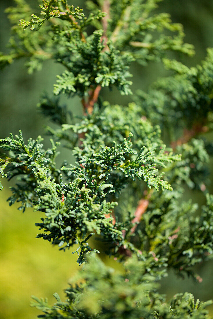 Chamaecyparis obtusa 'Lycopodioides'