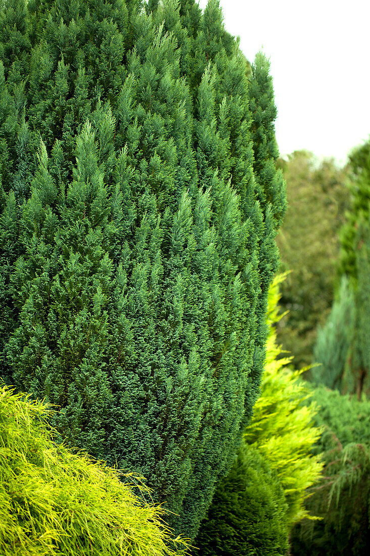 Chamaecyparis lawsoniana 'Snow White'®