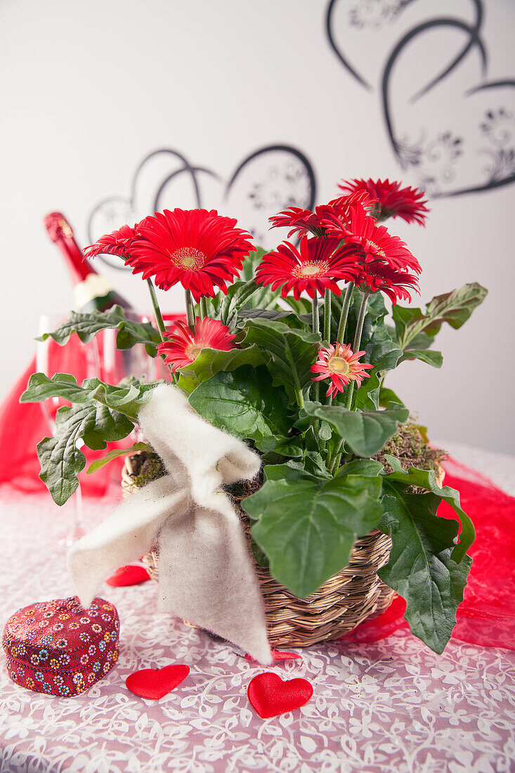 Gerbera, red