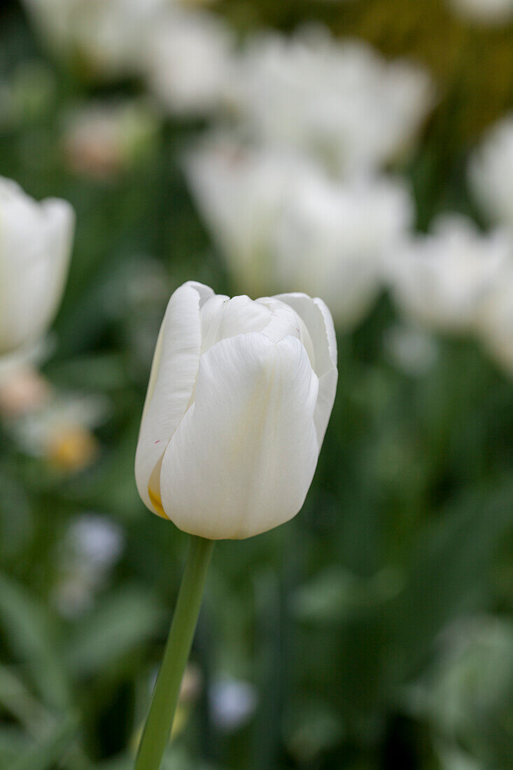 Tulipa multiflora 'White Berliners