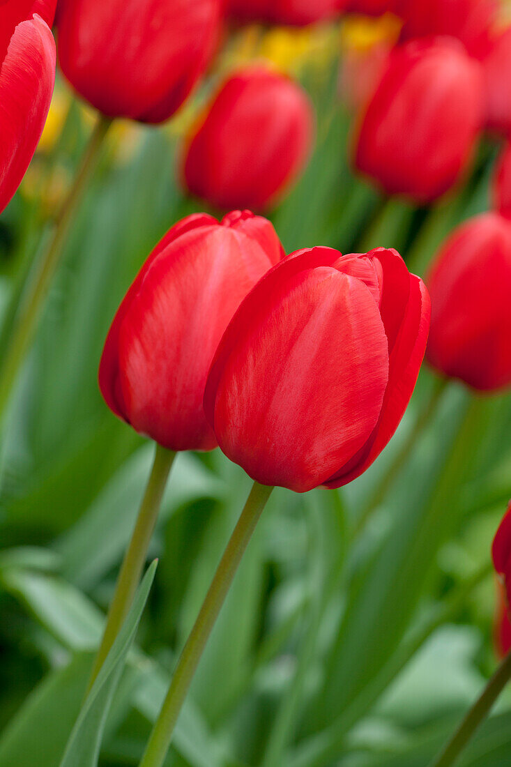 Tulipa Red Impression