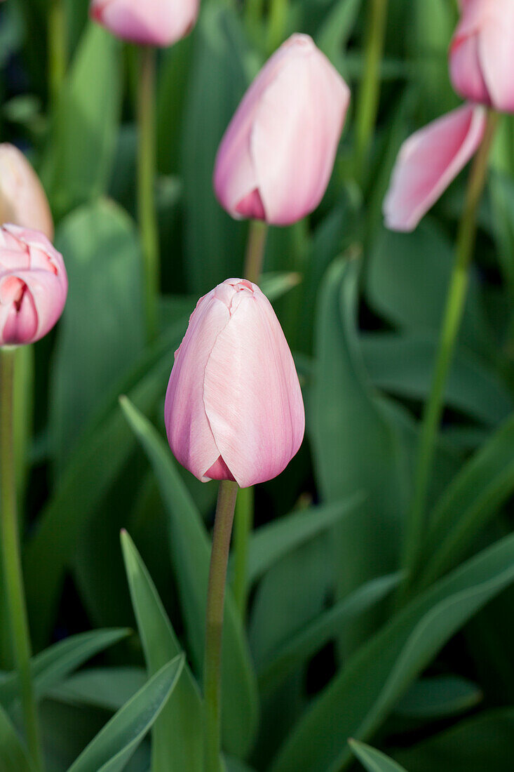 Tulipa Salmon Impression