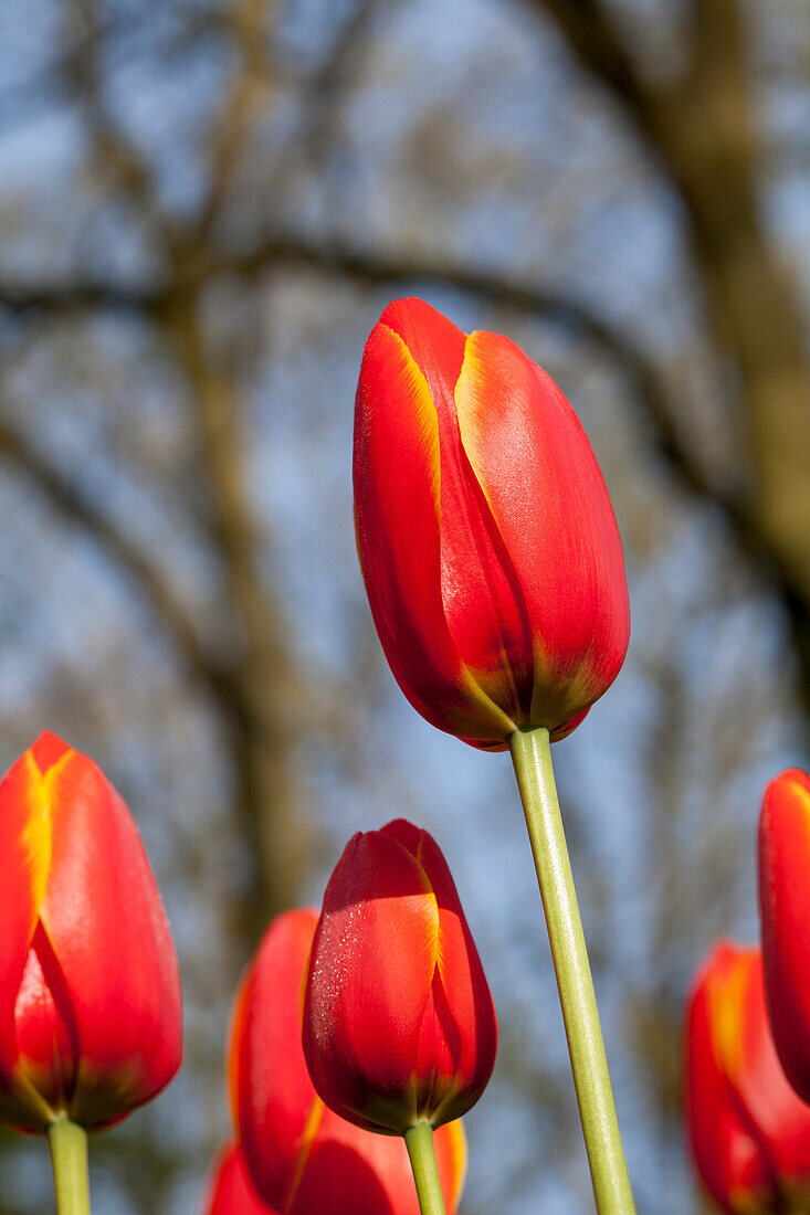 Tulipa 'World´s Favourite'