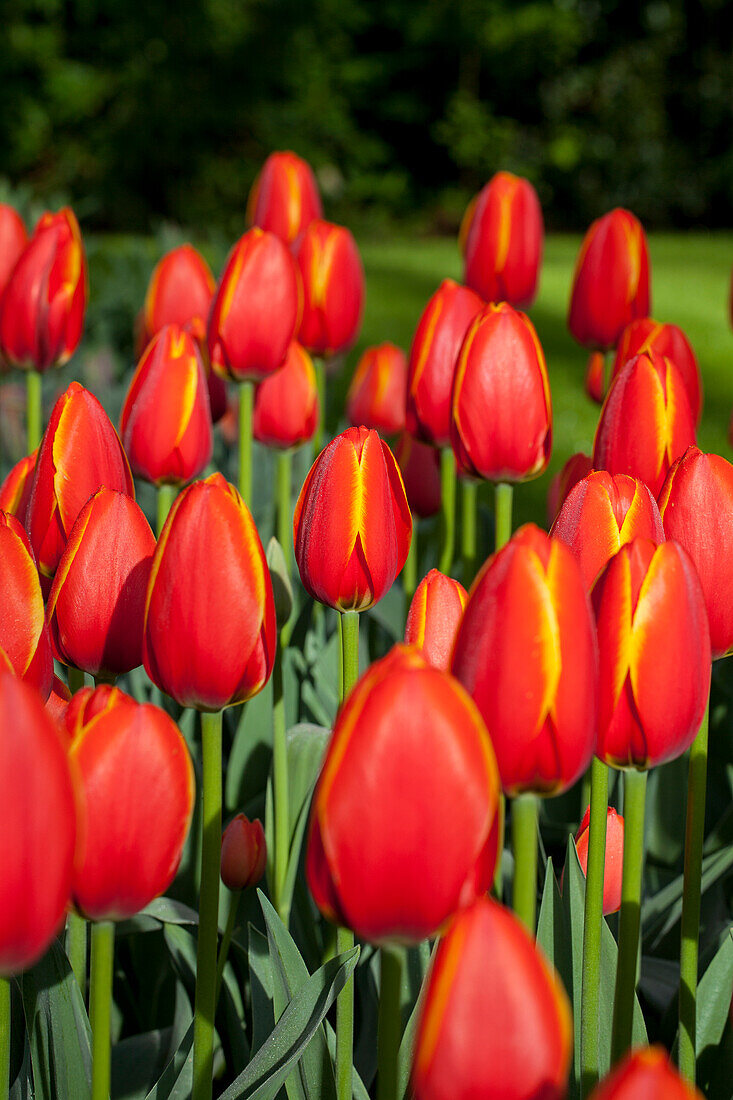 Tulipa 'World´s Favourite'