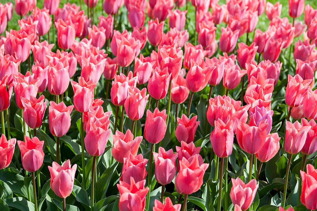 Tulipa fosteriana 'Albert Heyn'