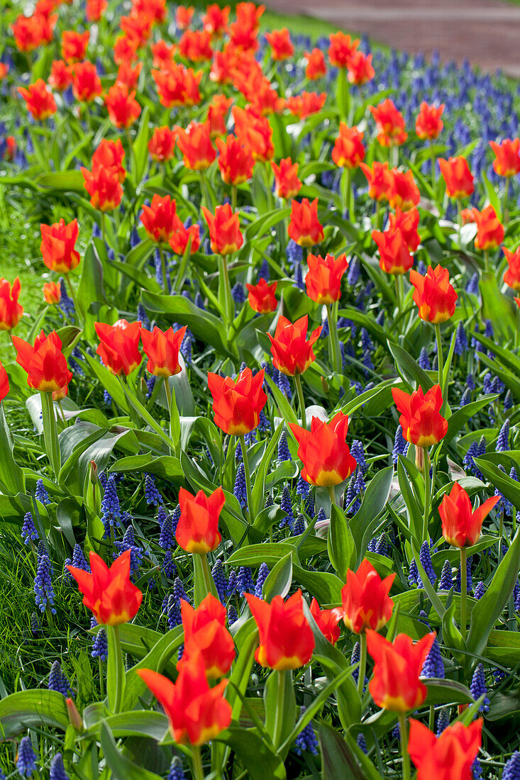 Tulipa fosteriana 'Amu Daria'