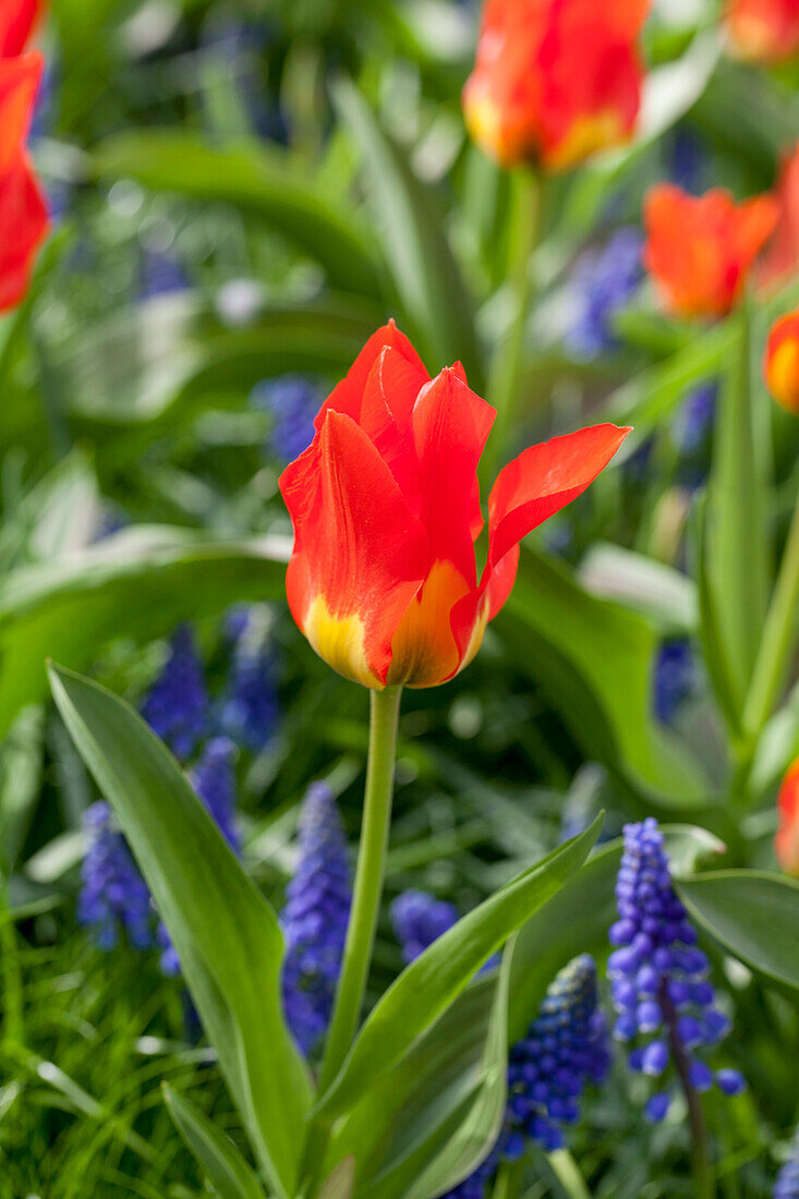 Tulipa fosteriana Amu Daria