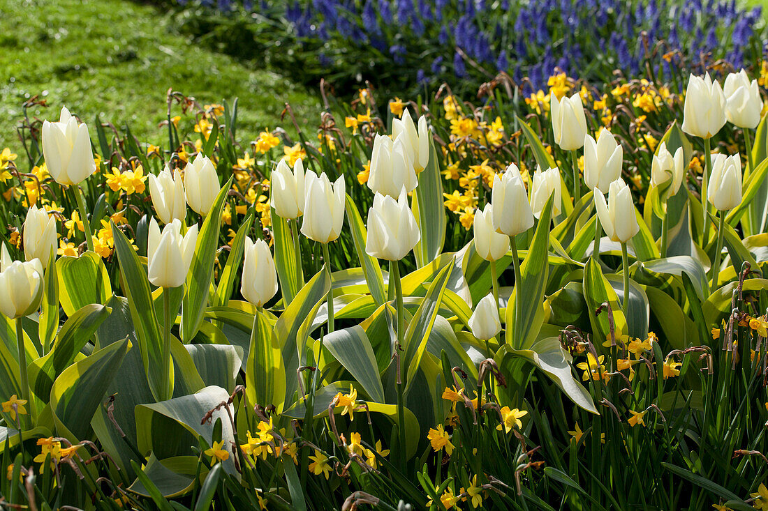 Tulipa fosteriana 'Purissima'