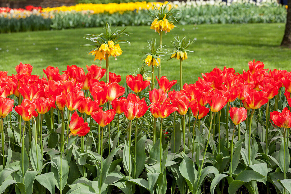 Tulipa fosteriana 'Red Alert'