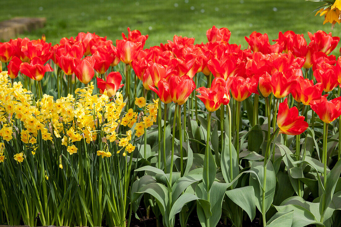 Tulipa fosteriana 'Red Alert'