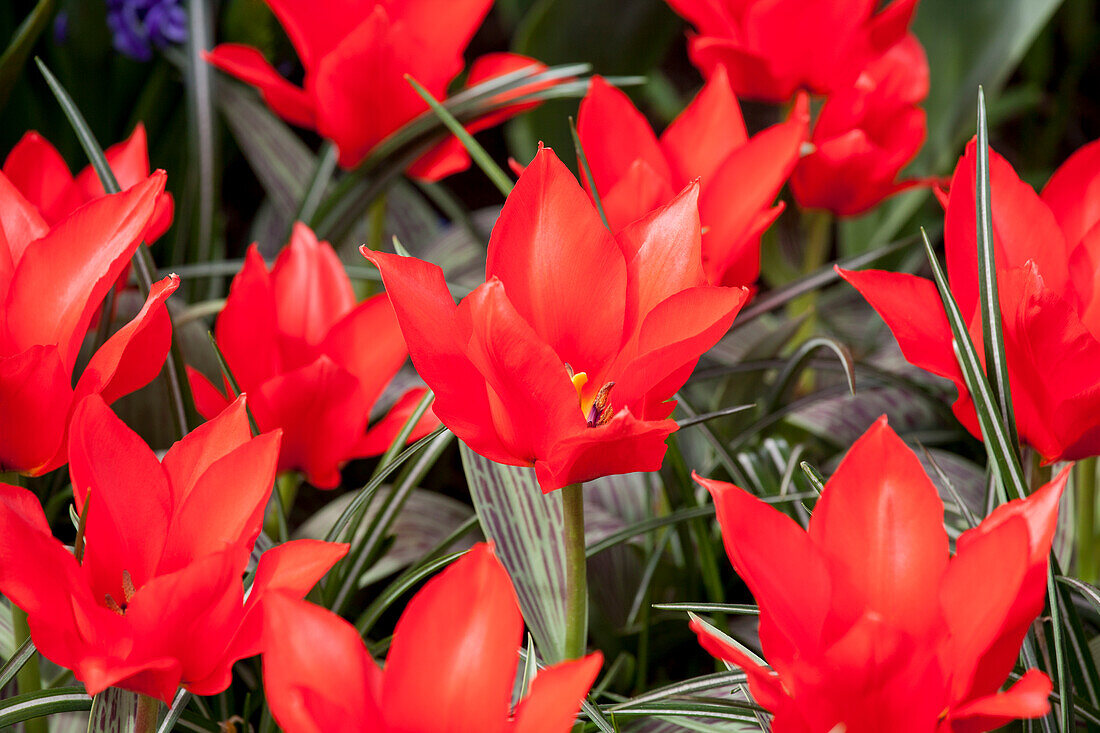 Tulipa greigii 'Ali Baba'