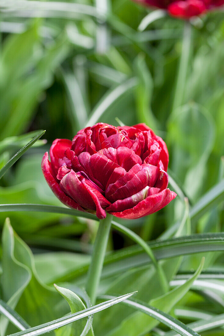 Tulipa 'Dracula'
