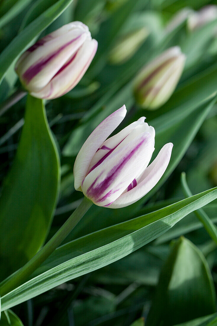 Tulipa 'Flaming Flag'