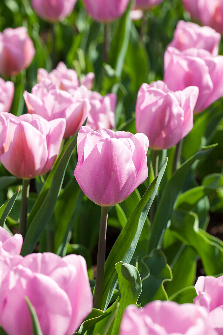 Tulipa Triumph 'Synaeda Amor'