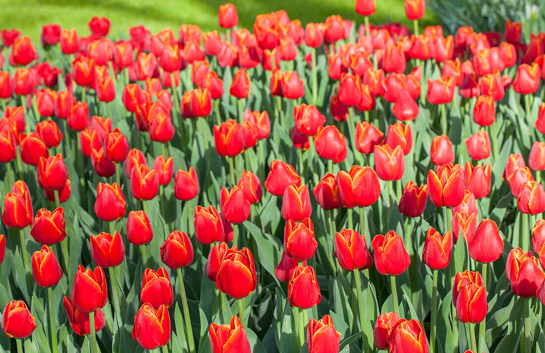 Tulipa Triumph 'Verandi'