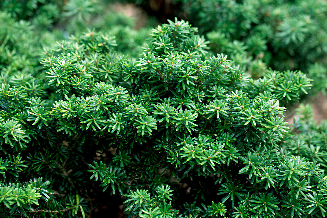 Abies koreana 'Cis'