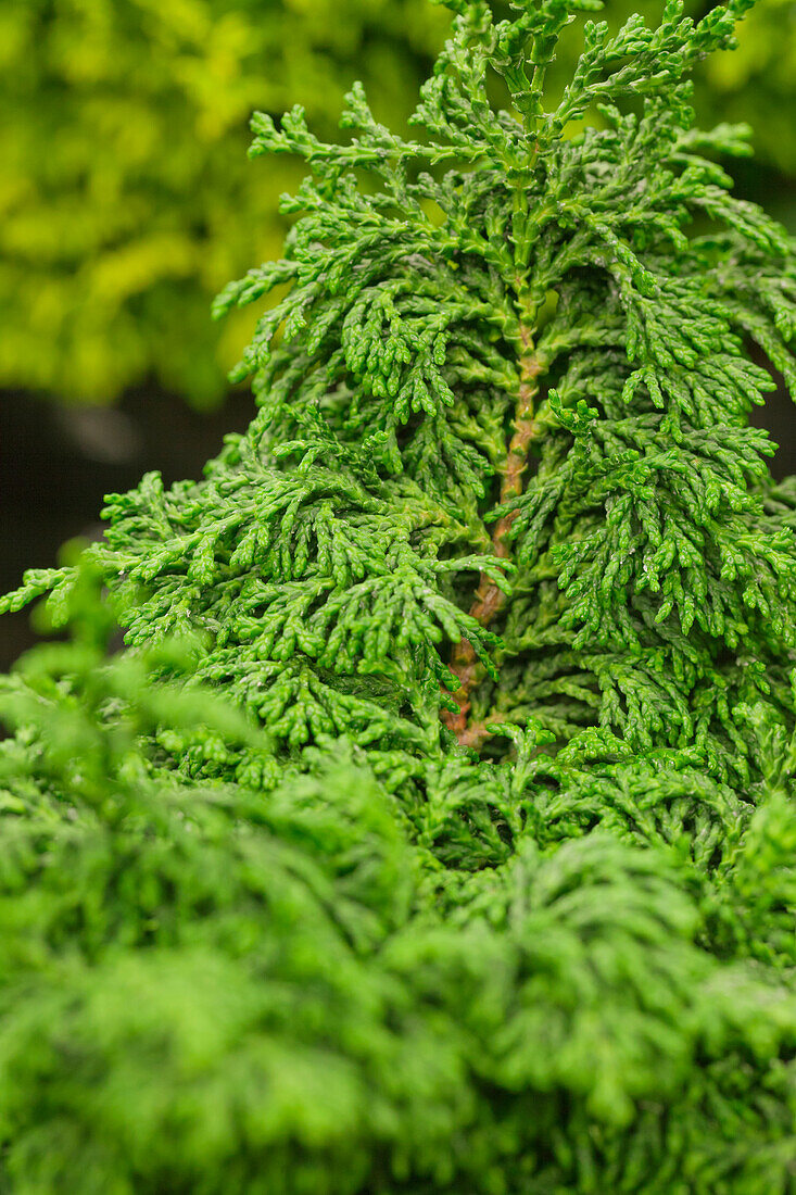 Chamaecyparis obtusa 'Maureen'