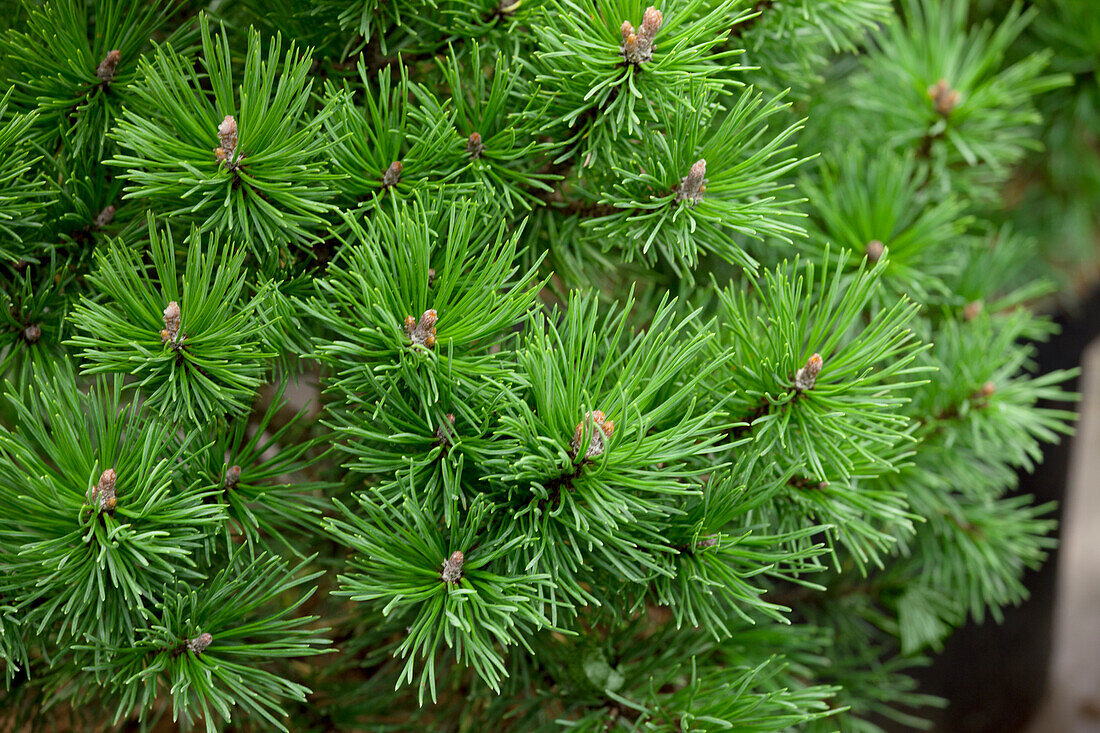 Pinus mugo 'Mops'