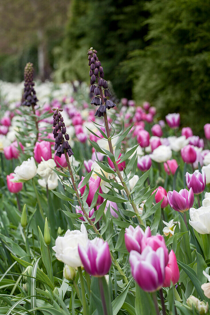 Ambiente Narcissus Tulipa