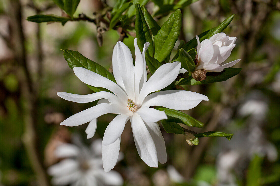 Magnolia stellata