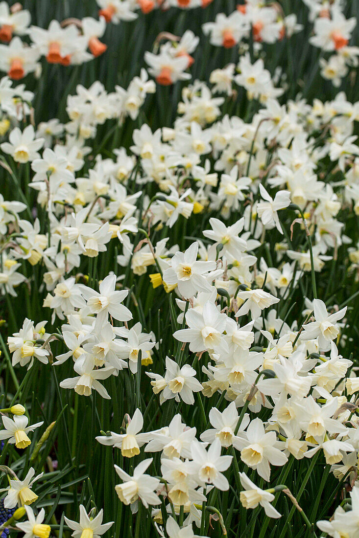 Narcissus jonquilla 'Sailboat'