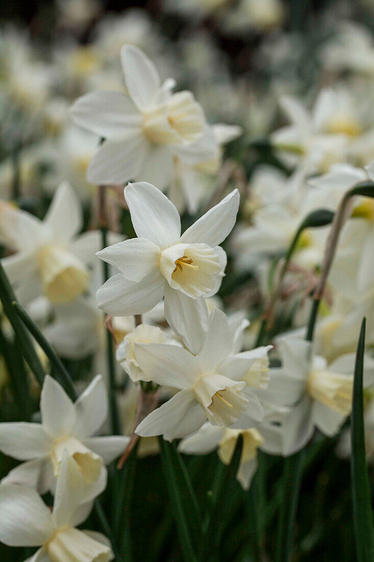 Narcissus jonquilla 'Sailboat'