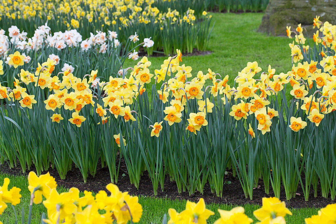 Narcissus 'Smiling Maestro'