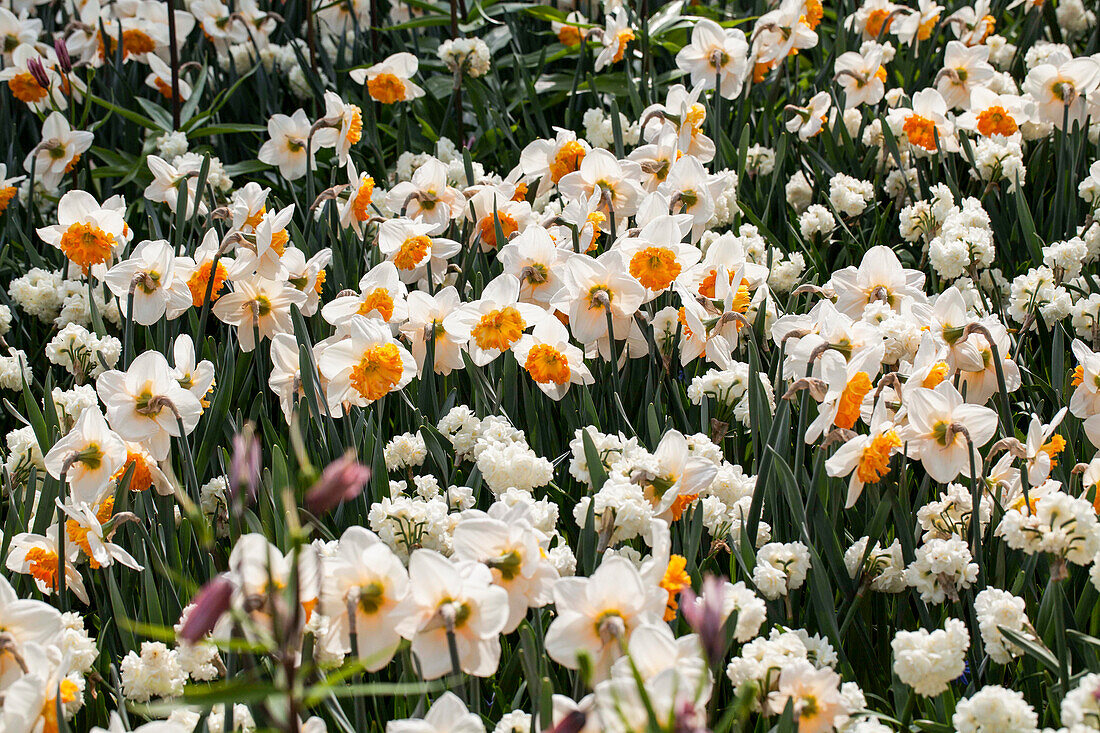 Narcissus Virginia Sunrise