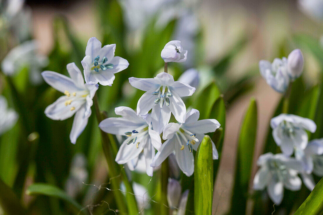 Scilla mischtschenkoana