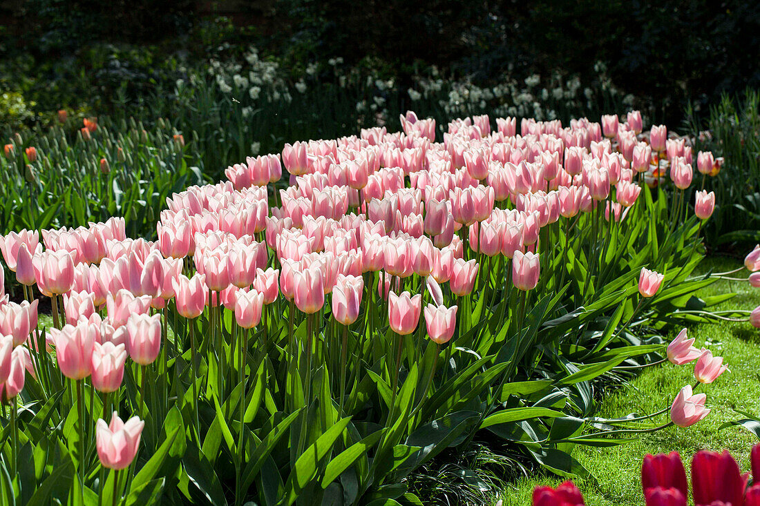 Tulipa 'Apricot Delight'